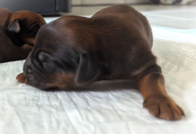 CHIOT