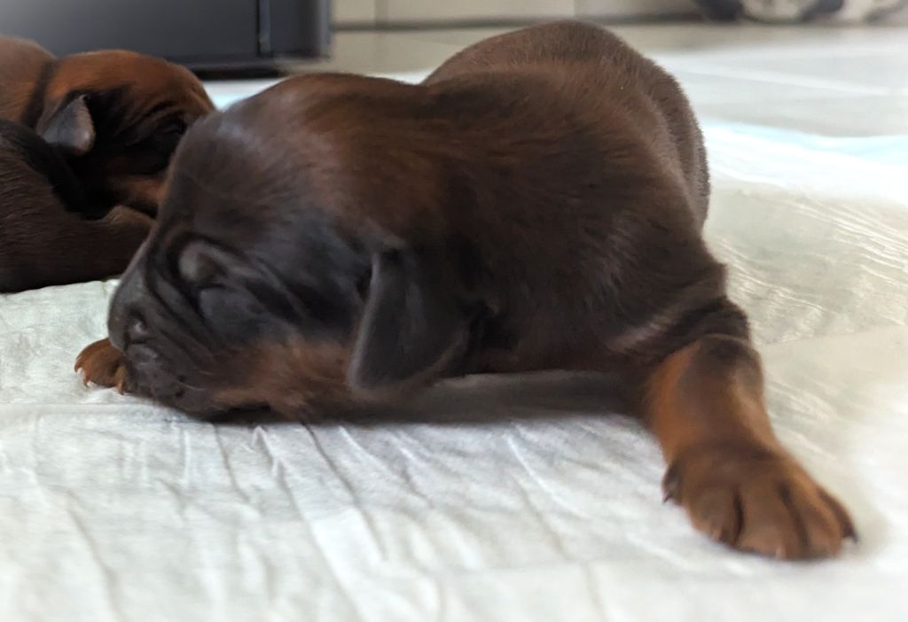 des gardiens du petit ange - Chiots disponibles - Berger de Brie