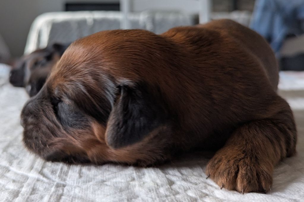 des gardiens du petit ange - Chiots disponibles - Berger de Brie