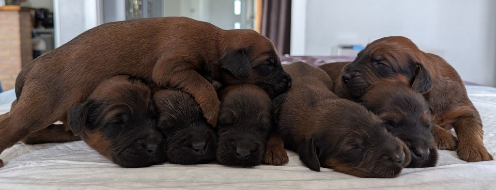 des gardiens du petit ange - Chiots disponibles - Berger de Brie