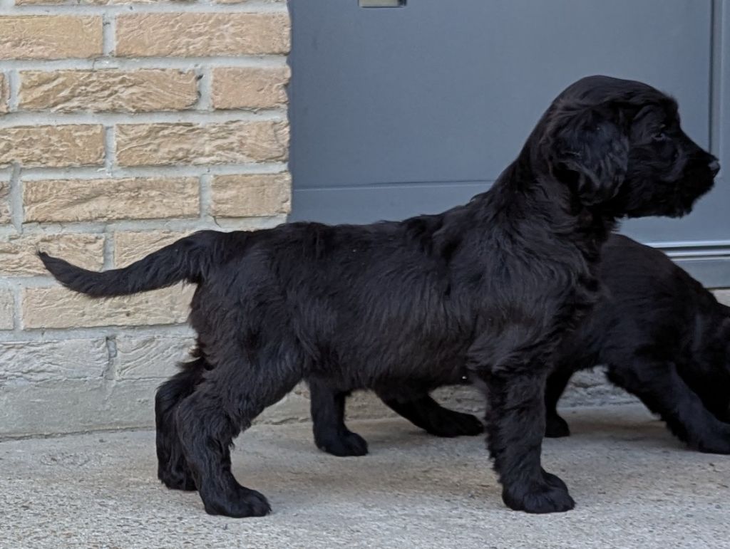 des gardiens du petit ange - Chiots disponibles - Berger de Brie