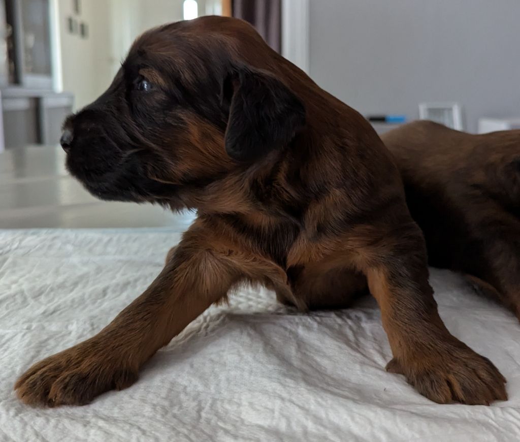des gardiens du petit ange - Chiots disponibles - Berger de Brie