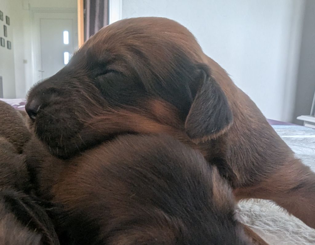 des gardiens du petit ange - Chiots disponibles - Berger de Brie