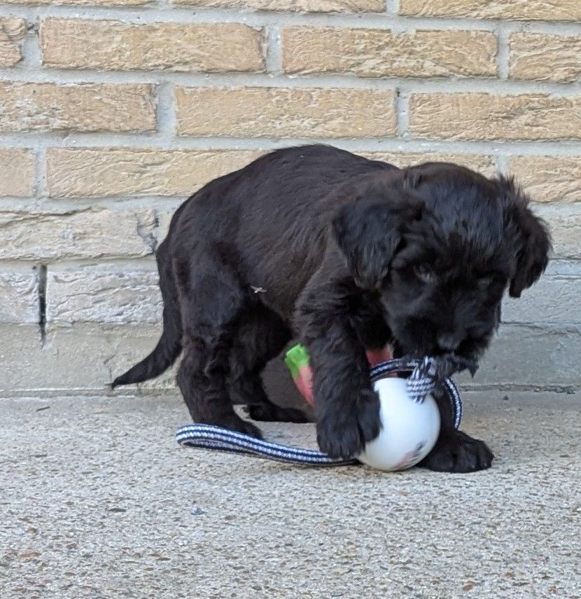 des gardiens du petit ange - Chiots disponibles - Berger de Brie