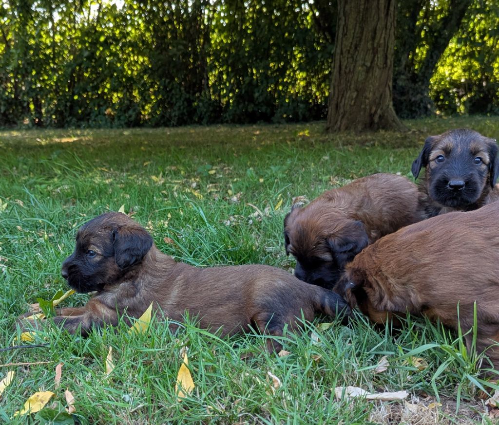 des gardiens du petit ange - Chiots disponibles - Berger de Brie