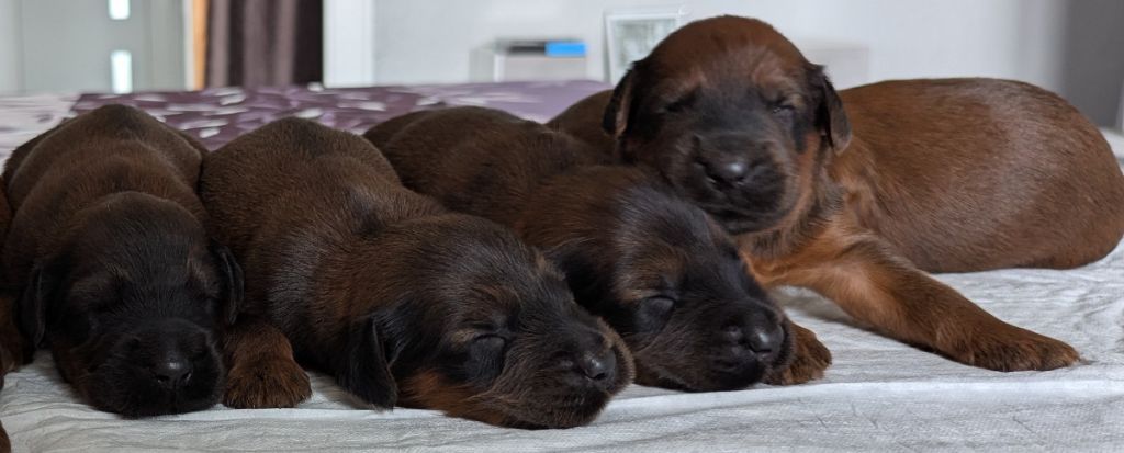 des gardiens du petit ange - Chiots disponibles - Berger de Brie
