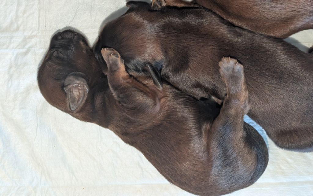 des gardiens du petit ange - Chiots disponibles - Berger de Brie