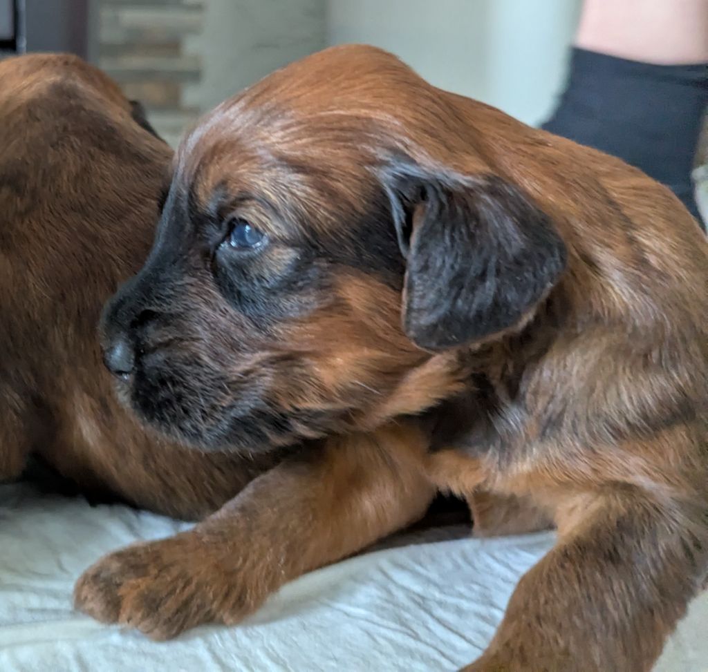 des gardiens du petit ange - Chiots disponibles - Berger de Brie